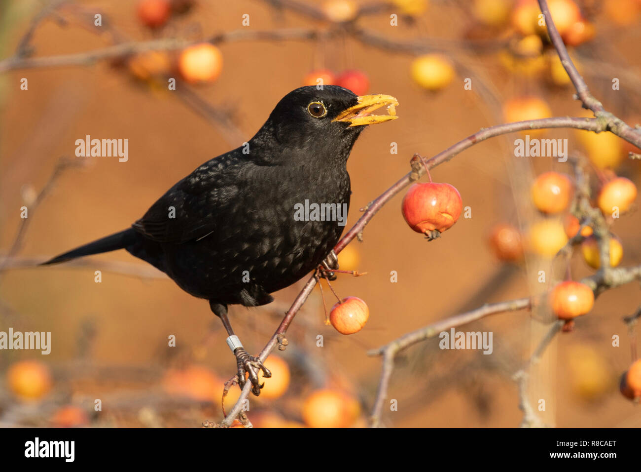 An einem sonnigen Winternachmittag frisst ein männlicher Amsel Krabbenäpfel aus einem Zweig. Stockfoto