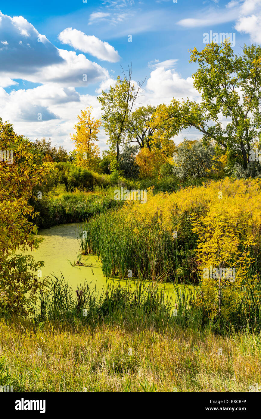 Herbst Laub Farbe bei der Entdeckung der Natur in Winkler, Manitoba, Kanada. Stockfoto