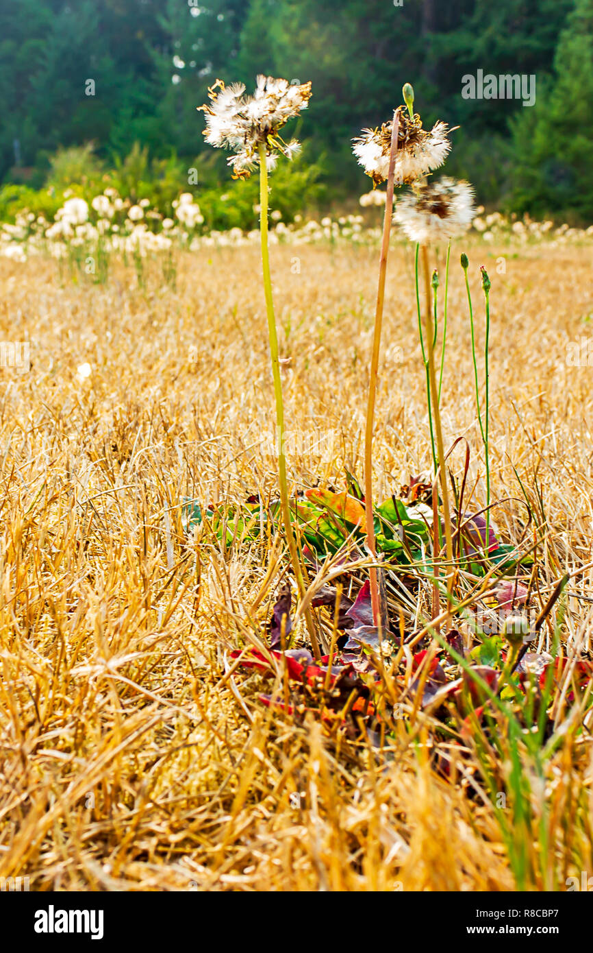 Weißen flauschigen dandilions wachsen aus totem Gras Stockfoto