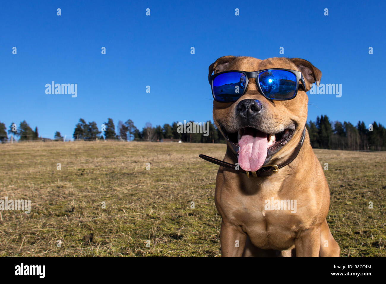 Staffordshire Bull Terrier mit blauen Sonnenbrille posiert im Freien in der Sonne. Frühling, Frühling, glücklich, Sonnenbrillen und PET-Konzepte. Stockfoto