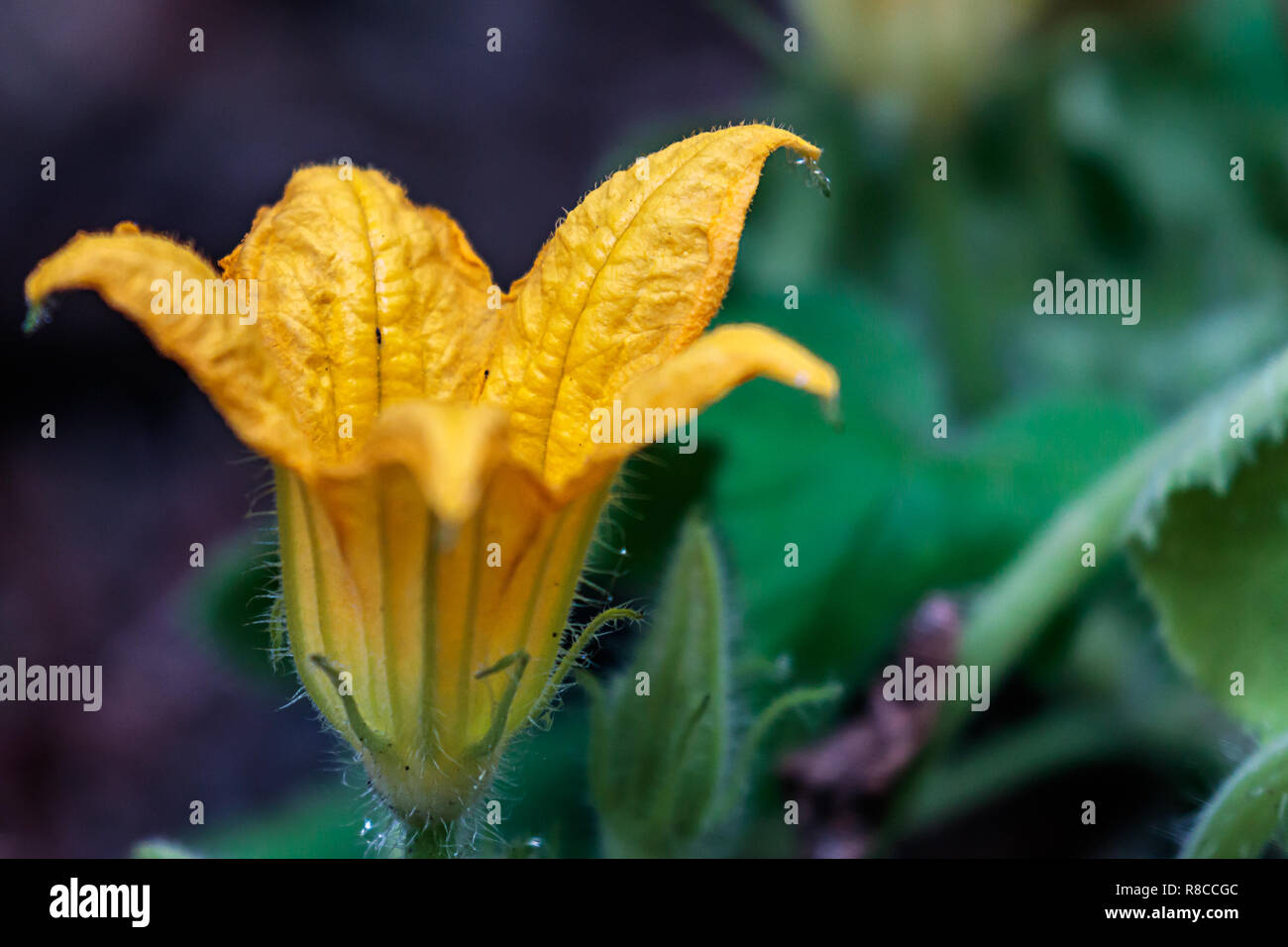 Gelbe Blüte einer gelb crookneck squash Anlage Stockfoto