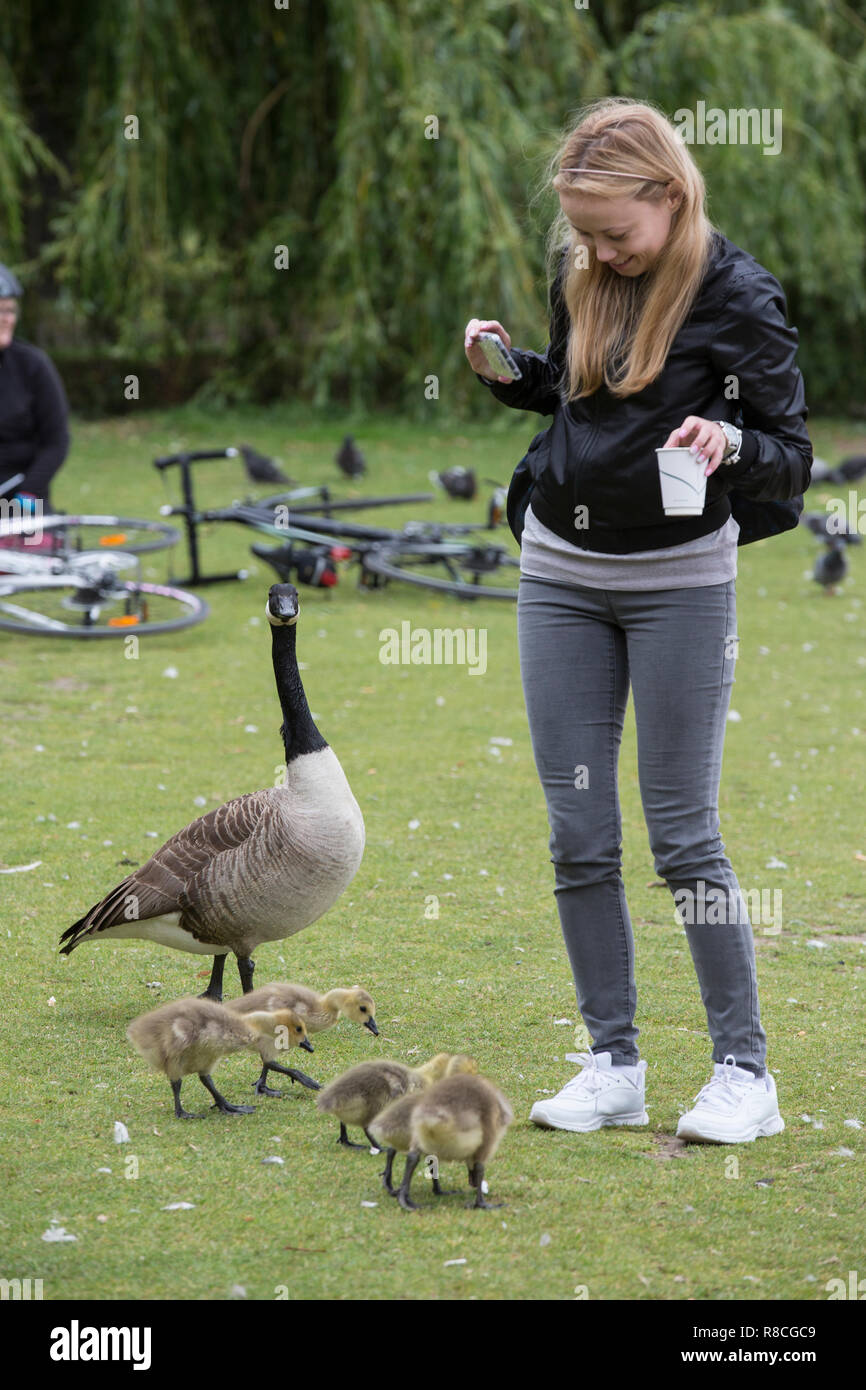 Graugänse im Herzen von Hyde Park, London, England, Vereinigtes Königreich Stockfoto