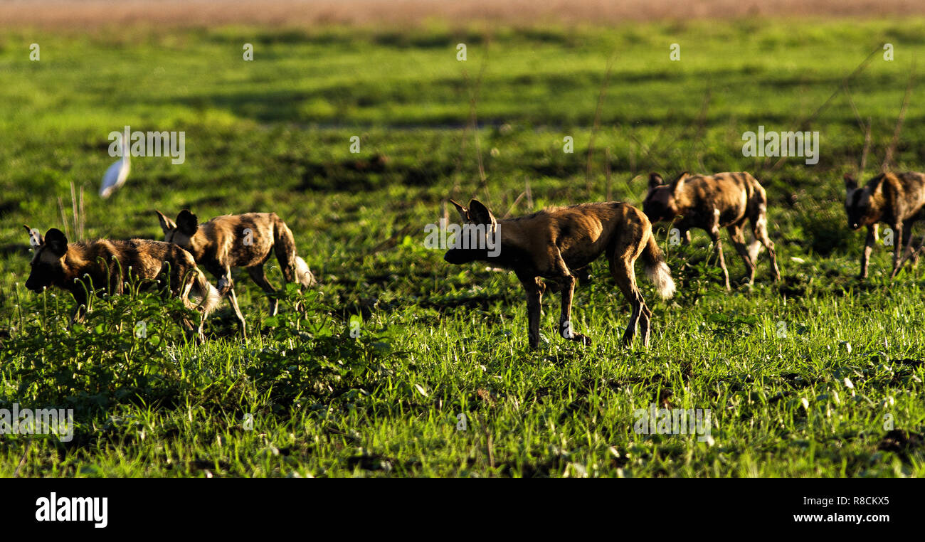 Die lokalen Wild Dog pack Hunts oft in der Nähe der Katavi Wildlife Campand bezaubert haben Gäste Jagd Impala und buschbock Neben der Lodges Stockfoto