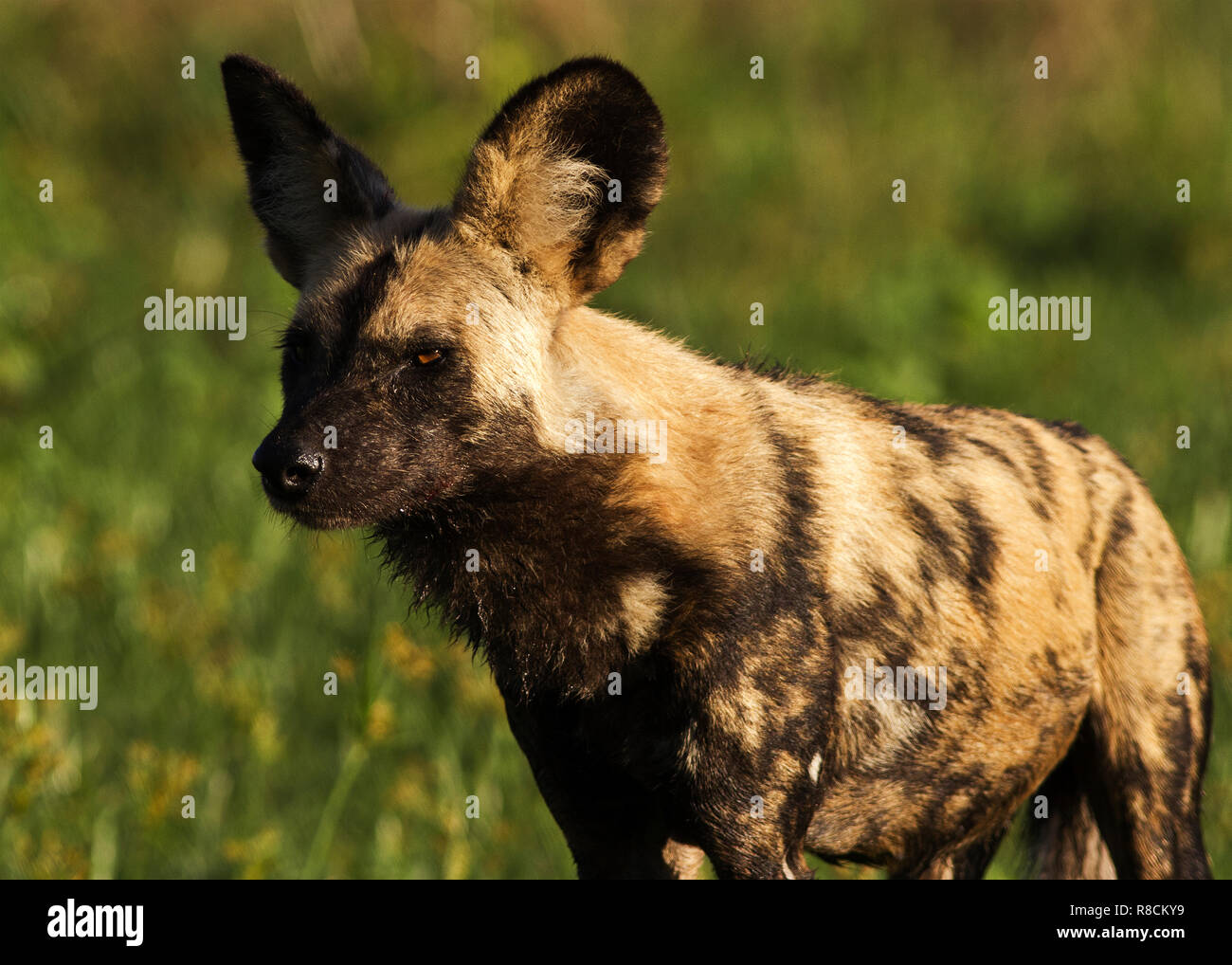In den letzten Jahren Cape Hunting Dog wurden mehr regualar Basis in Katavi gesehen und es wird geschätzt, es gibt 3 verschiedene Packs innerhalb des Parks Stockfoto
