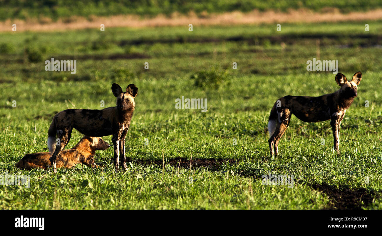 Die lokalen Wild Dog pack Hunts oft in der Nähe der Katavi Wildlife Campand bezaubert haben Gäste Jagd Impala und buschbock Neben der Lodges Stockfoto