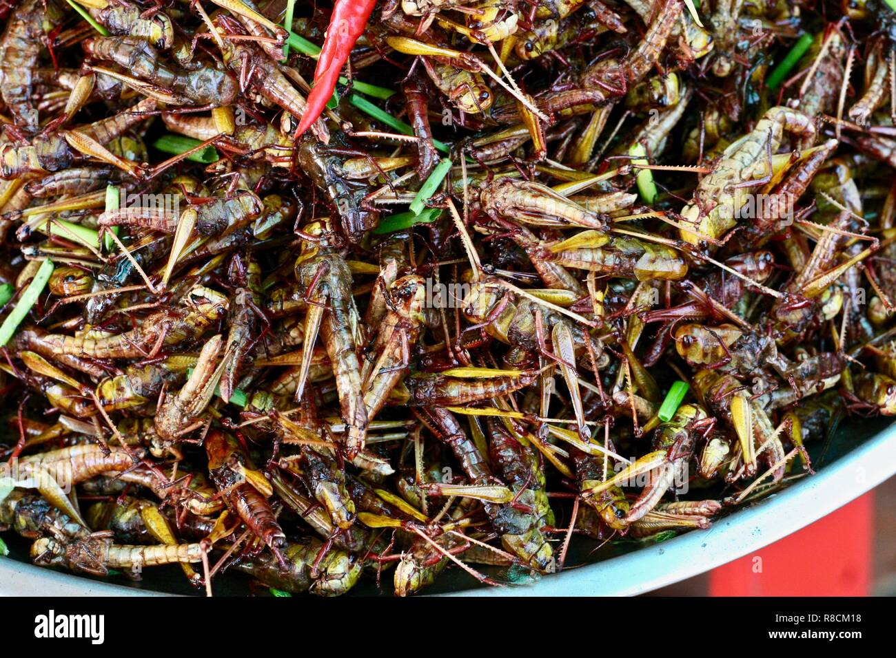 Fritierte Insekten, Heuschrecken als Street Food in Spider Town Kambodscha für den Verkauf als Snacks Stockfoto