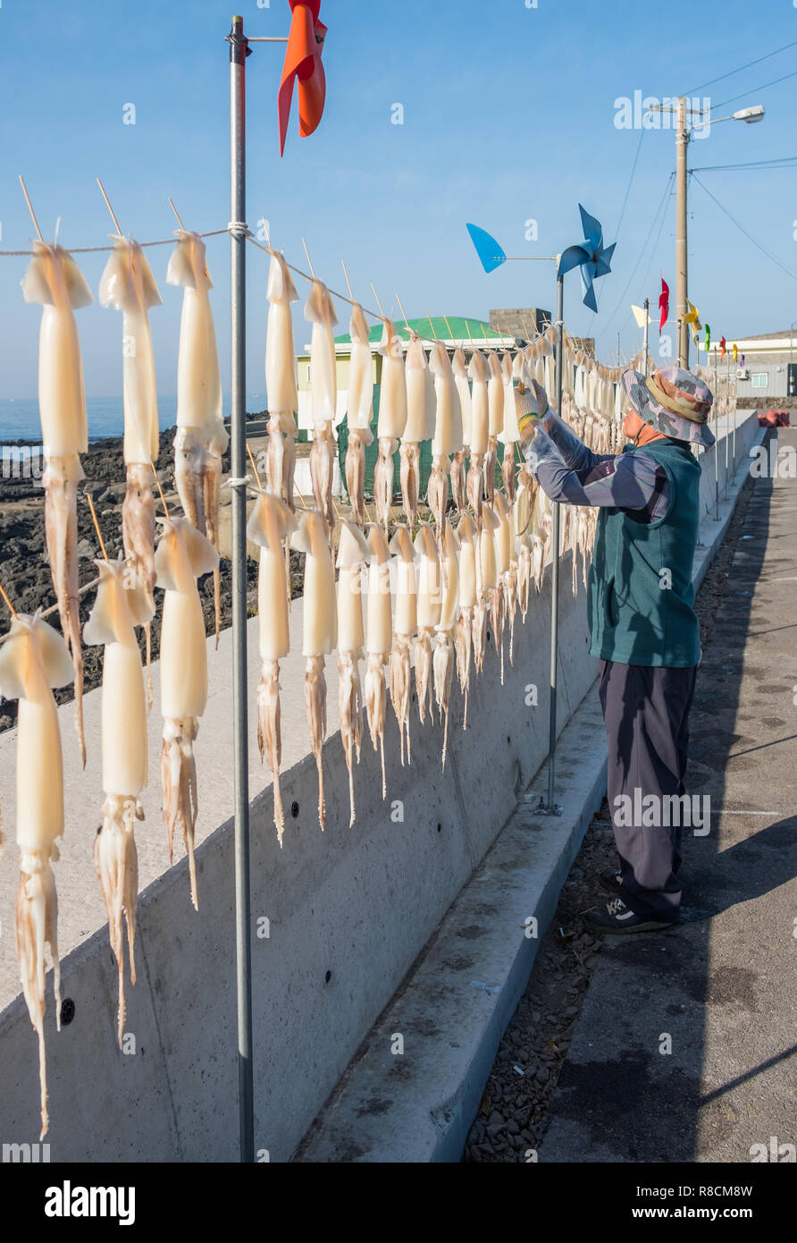 Squid hing gerade entlang der Straße zum Trocknen auf der Insel Jeju, Südkorea. Dargestellte Seitenansicht von squid Linie, mit der Person zu hängen Stockfoto