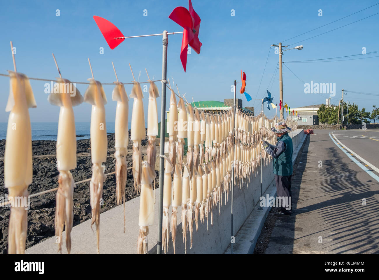 Squid hing gerade entlang der Straße zum Trocknen auf der Insel Jeju, Südkorea. Dargestellte Seitenansicht von squid Linie, mit der Person zu hängen Stockfoto