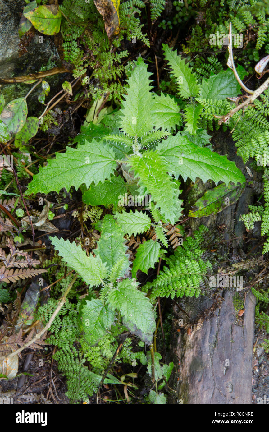 Junge Pflanze oder Baum Ongaonga Brennnessel Urtica ferox ein Strauch mit Blättern, die schmerzhaft und wilden Sting zufügen - Südliche Alpen Neuseeland Stockfoto