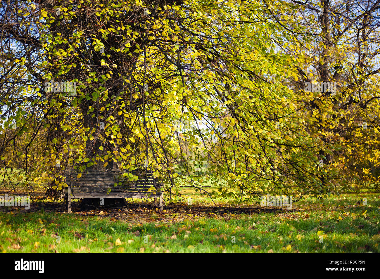 Eine Holzbank unter einige schöne Bäume mit gelben Blätter im Herbst Saison im Park versteckten, Vereinigtes Königreich. Stockfoto