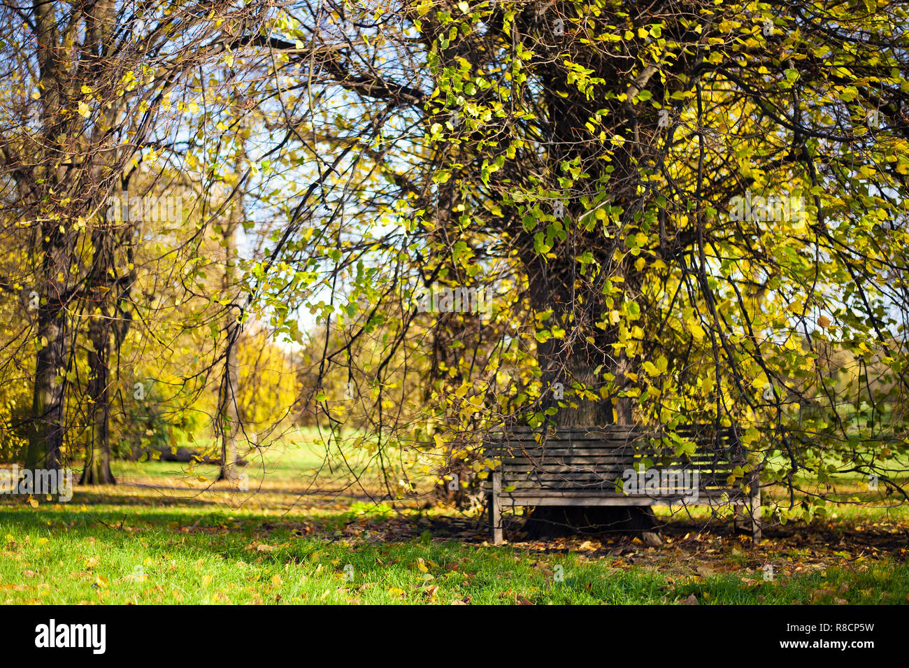 Eine Holzbank unter einige schöne Bäume mit gelben Blätter im Herbst Saison im Park versteckten, Vereinigtes Königreich. Stockfoto