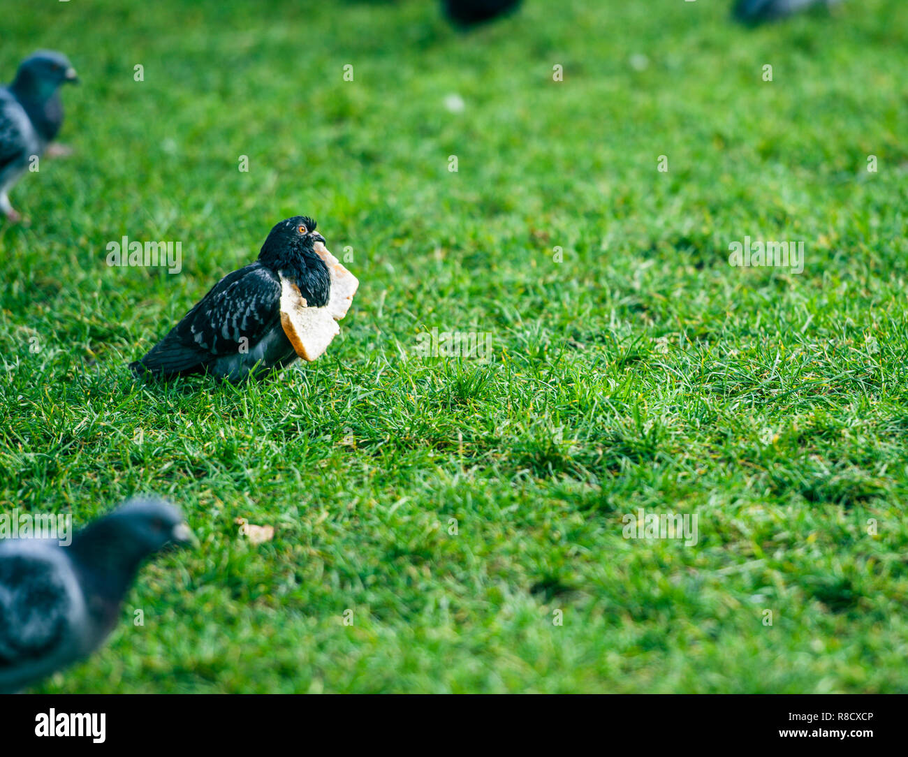 Vögel zu füttern Stockfoto