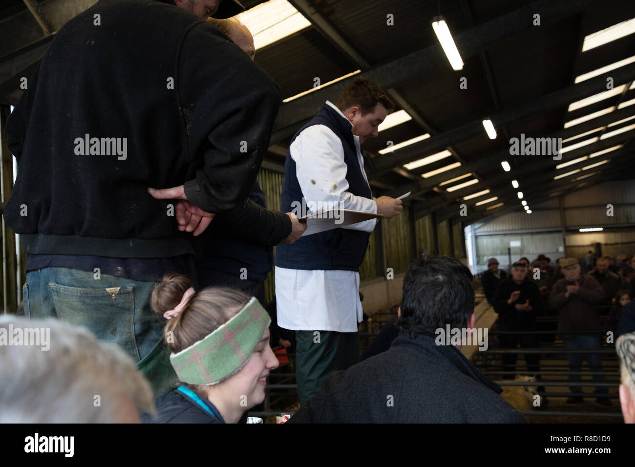 Versteigerer in Aktion Verkauf der preisgekrönten Schafe Llandeilo Weihnachten Mart Stockfoto