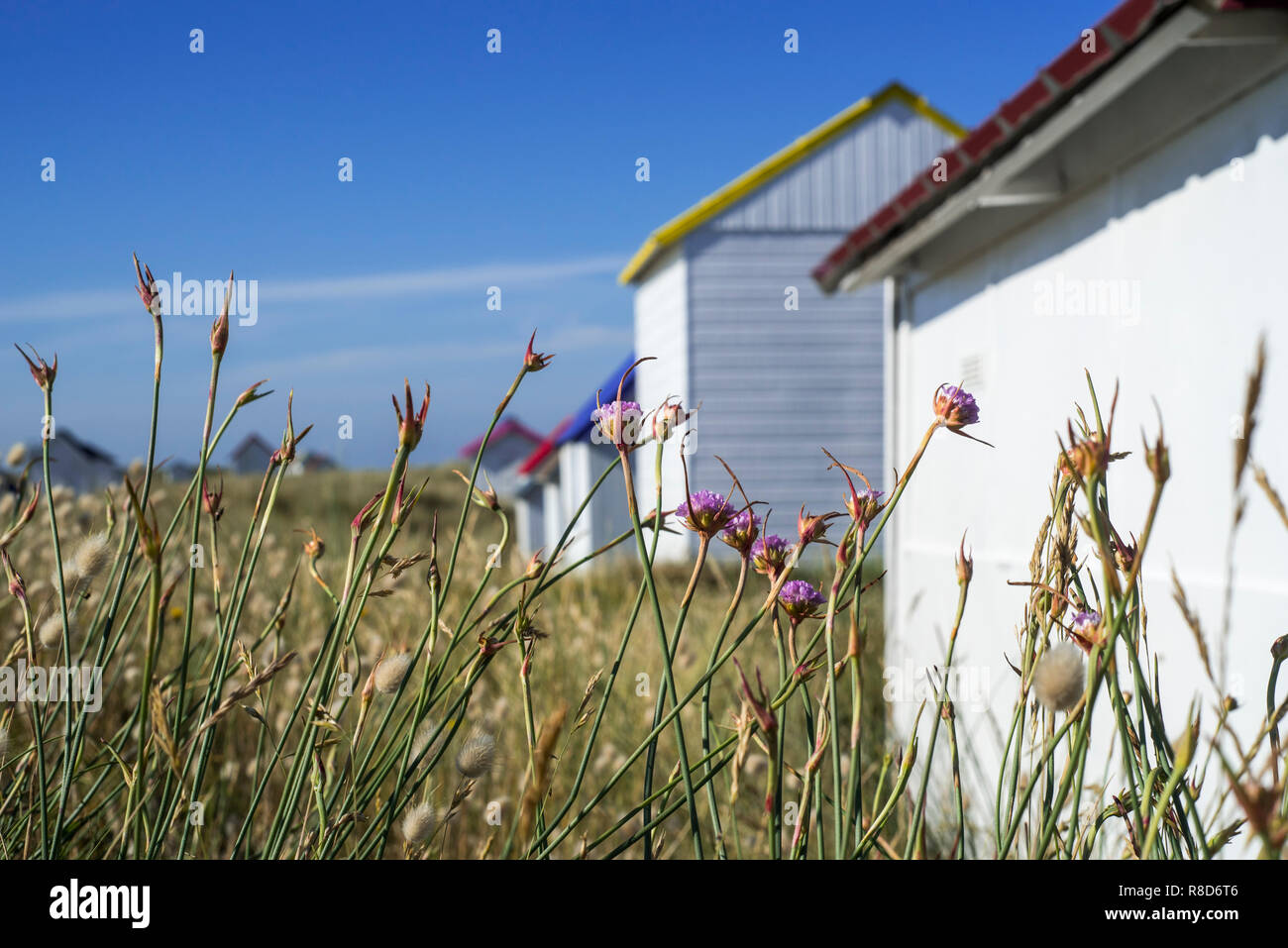 Blumen im Sommer vor bunten Beach Cabins in den Dünen bei Gouville-sur-Mer, Languedoc-Roussillon, Frankreich Stockfoto