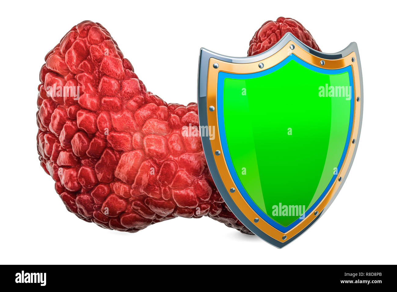 Die menschliche Schilddrüse mit Schild, Konzept schützen. 3D-Rendering auf weißem Hintergrund Stockfoto