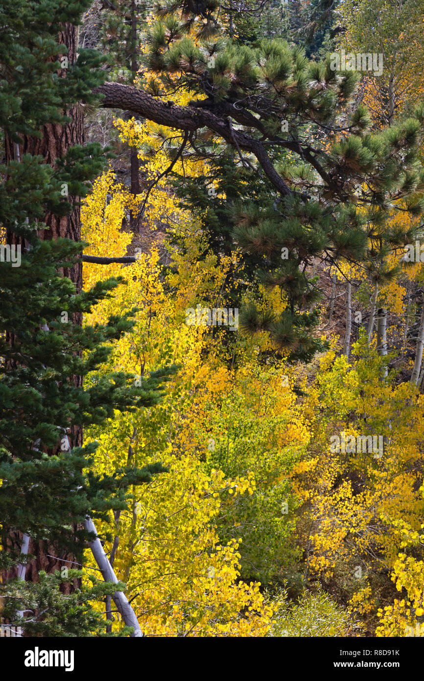 Herbst Farben in die Sierra Nevadas in der Nähe von Lake Tahoe - Kalifornien Stockfoto