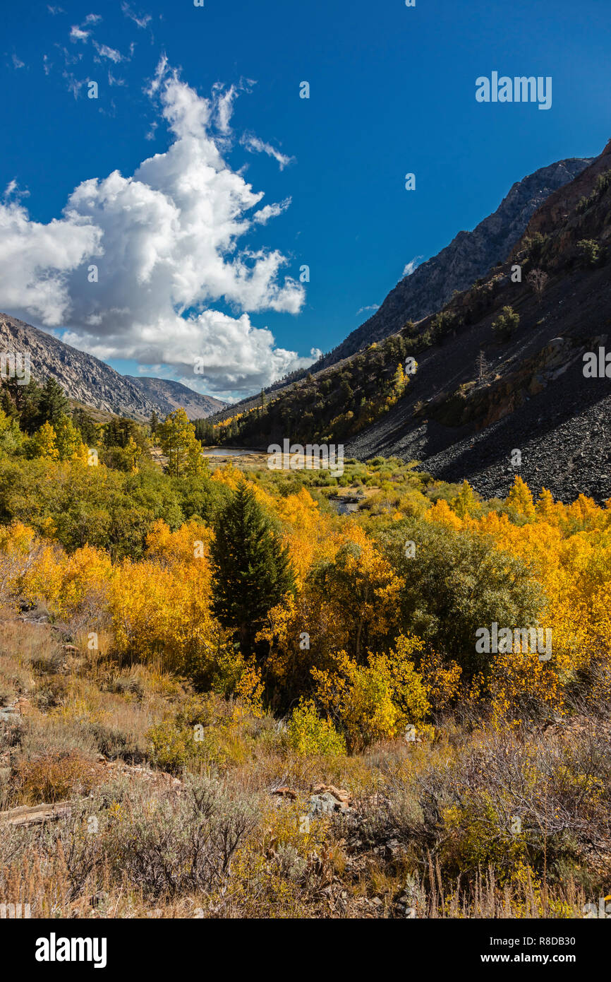 Espen biegen Sie Farben in LUNDY CANYON in der östlichen Sierra - Kalifornien Stockfoto