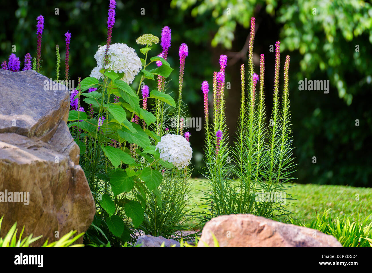 Lila und weißen Blumen zieht das Auge im Garten Stockfoto