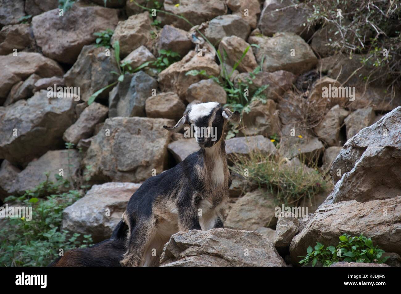 Einen kleinen schwarzen, braunen und cremefarbenen Ziege steht auf einem felsigen Weg, Pausen und schaut in Richtung der Kamera Stockfoto