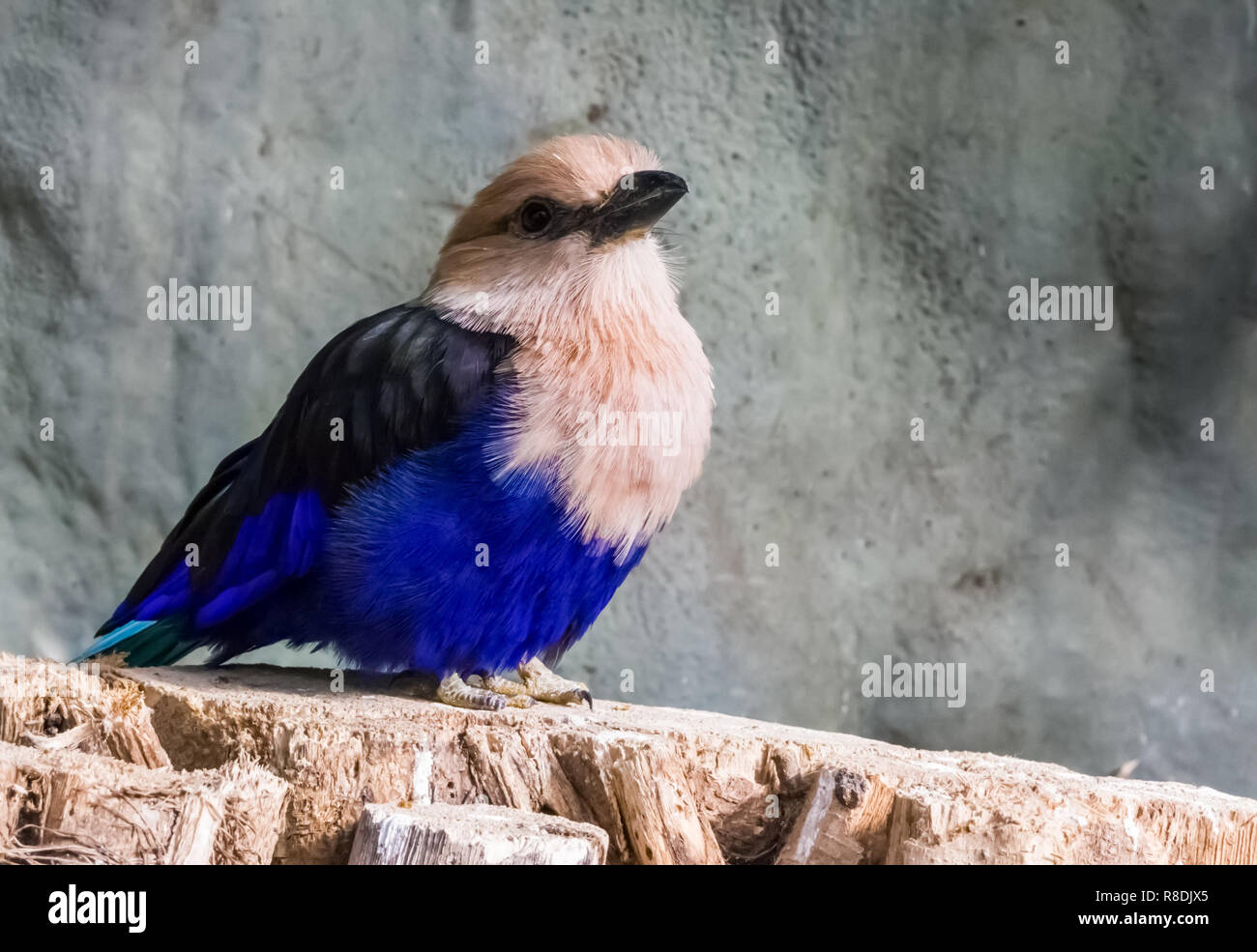 Nahaufnahme von einem blauen bauchige Walze sitzen auf einem Baumstumpf, ein schöner und bunter Vogel aus der Savanne Afrikas Stockfoto
