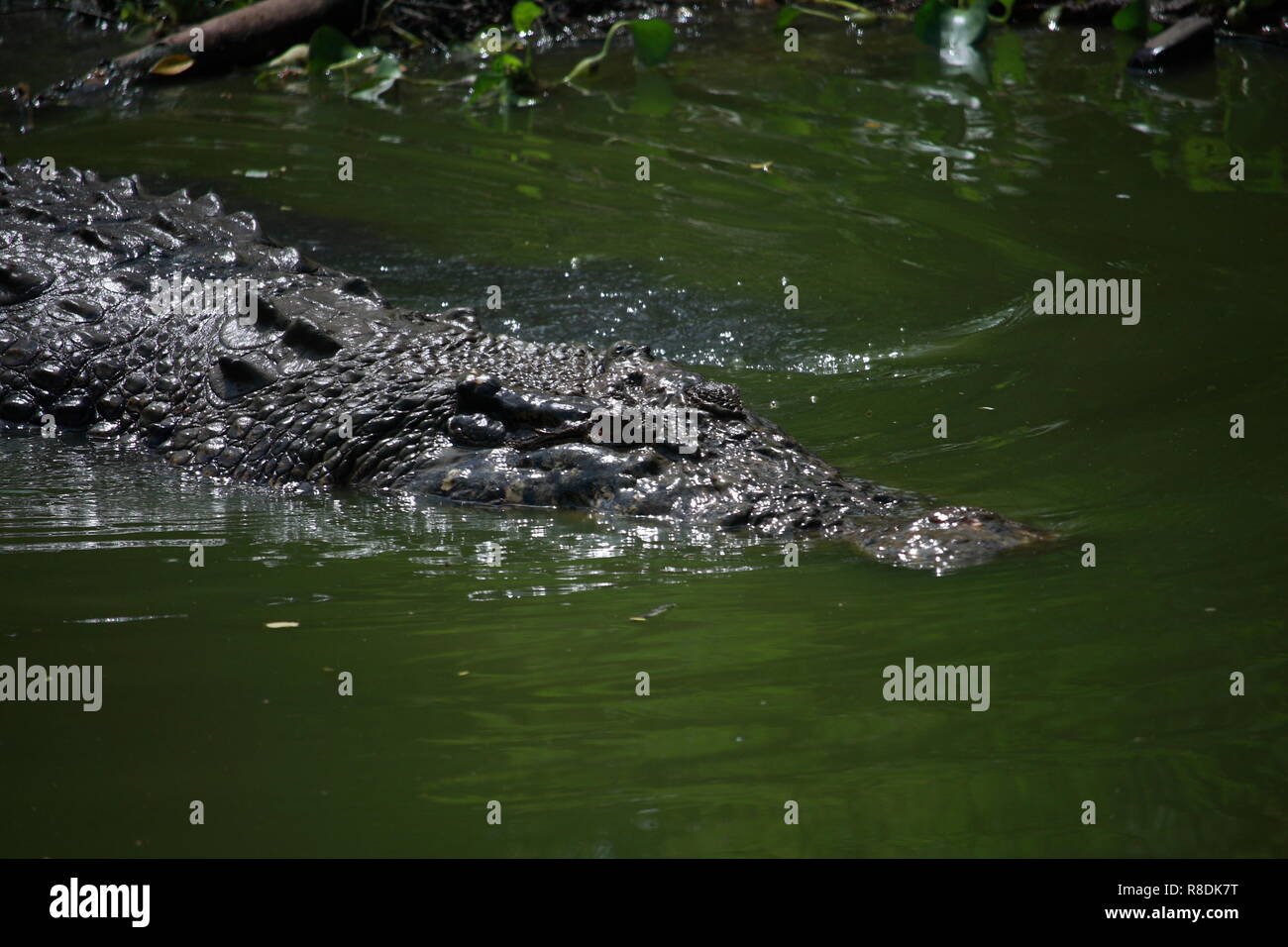 Tierwelt Foto, Bild der großen Krokodil Schwimmen im See, crocodylus porosus Stockfoto