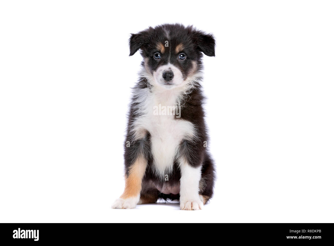 Border Collie Welpen vor einem weißen Hintergrund Stockfoto