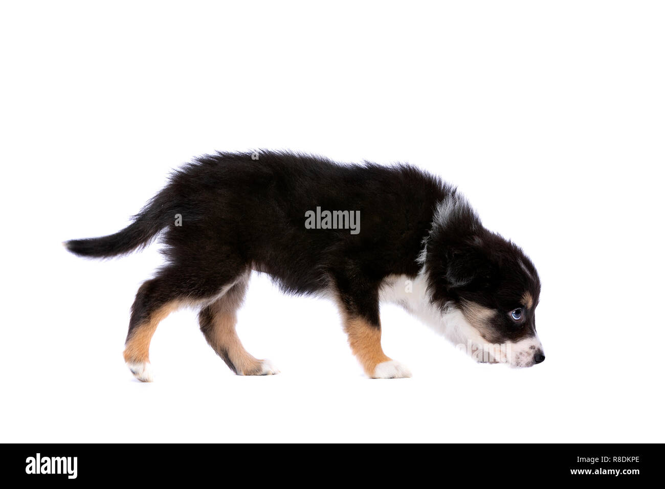 Border Collie Welpen vor einem weißen Hintergrund Stockfoto