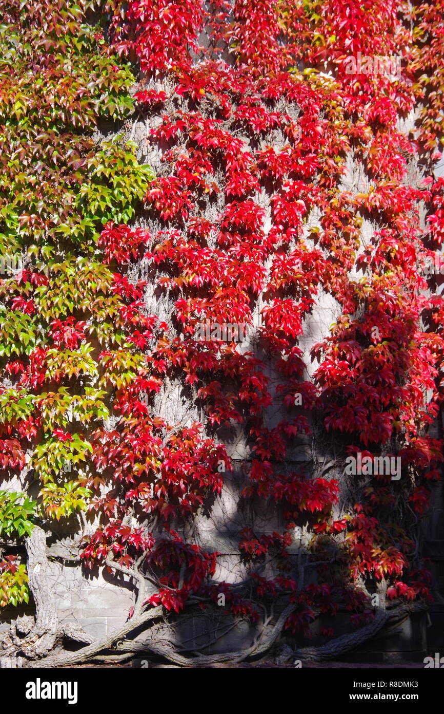 Natürlichen Hintergrund von Herbst Rot- und Grüntöne eines Efeubewachsene neue Könige Hörsaalgebäude. Universität von Aberdeen, Schottland, Großbritannien. Stockfoto