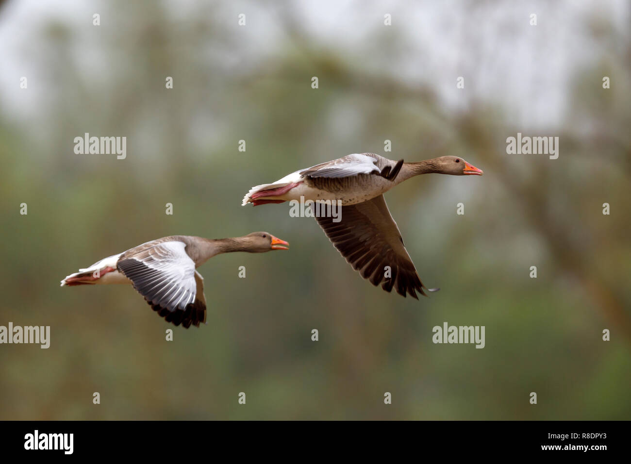 Graugans (Anser anser) ist Fliegen, Tierwelt, Deutschland Stockfoto