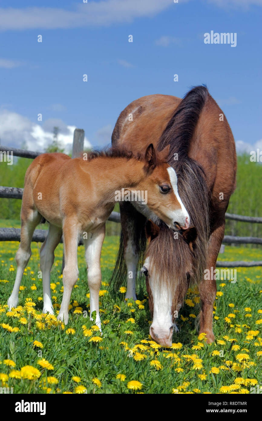 Welsh Mountain Pony Stute mit Fohlen im Sommer auf der Weide, Porträt Stockfoto