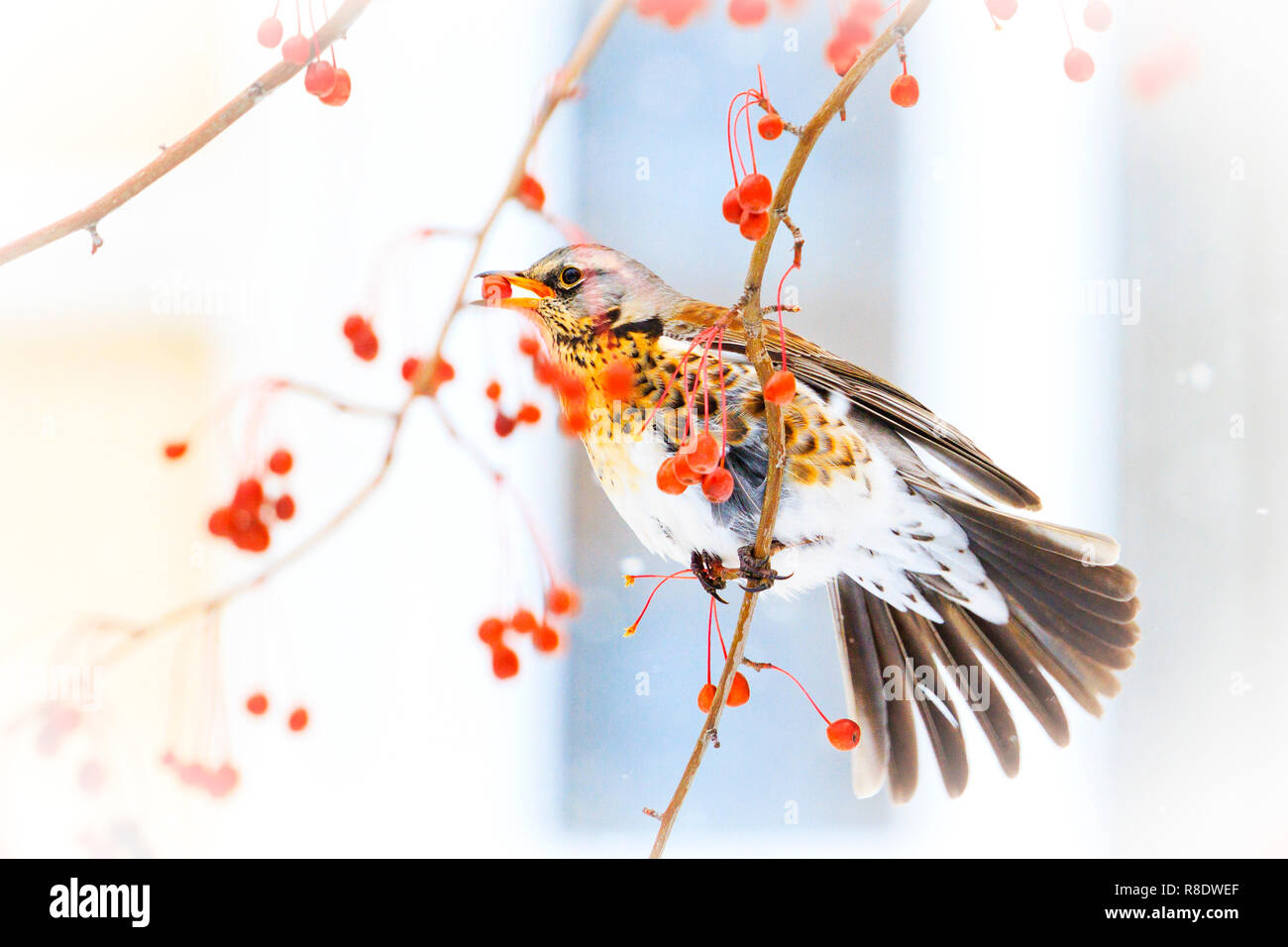 Vogel nach ihrem Fenster isst, rote Beeren, winter Stockfoto