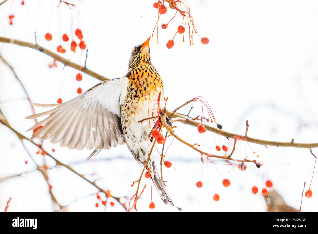 Vogel im Flug Pausen roten Beeren, winter Stockfoto
