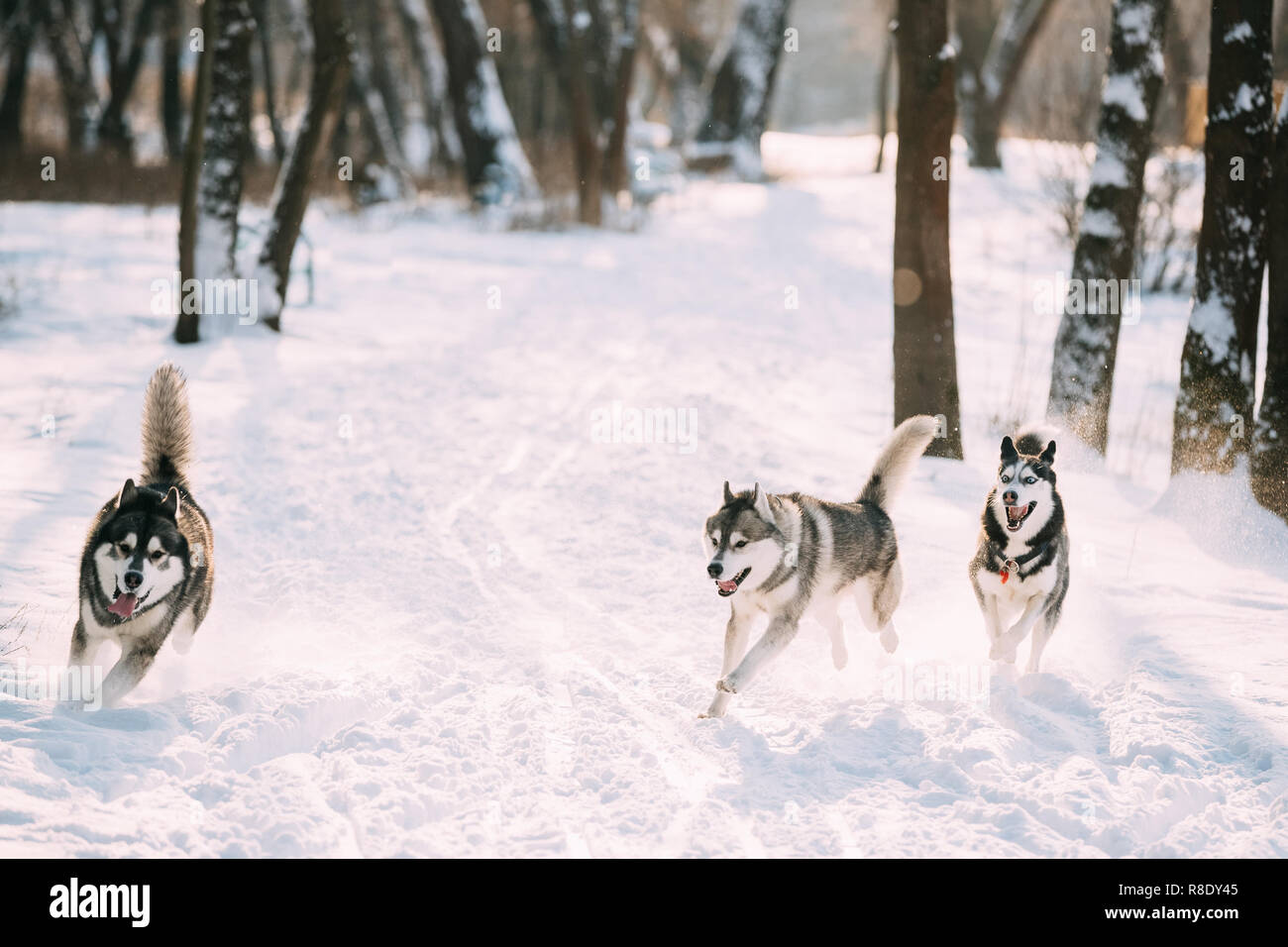 Drei lustige Siberian Husky Hunde zusammen laufen Outdoor in Snowy Park an der sonnigen Wintertag. Smiling Dog. Aktive Hunde Spielen im Schnee. Verspieltes Haustier Outdoor Stockfoto