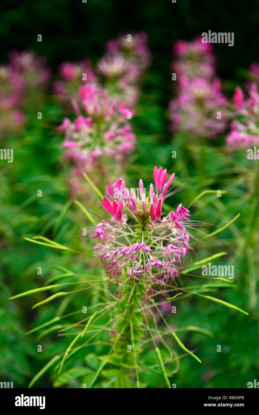 Cleome hassleriana Rose Queen, spider Blume, Rosa, Blumen, Ausschreibung, jährliche, Beetpflanze, Garten, Gärten, RM Floral Stockfoto