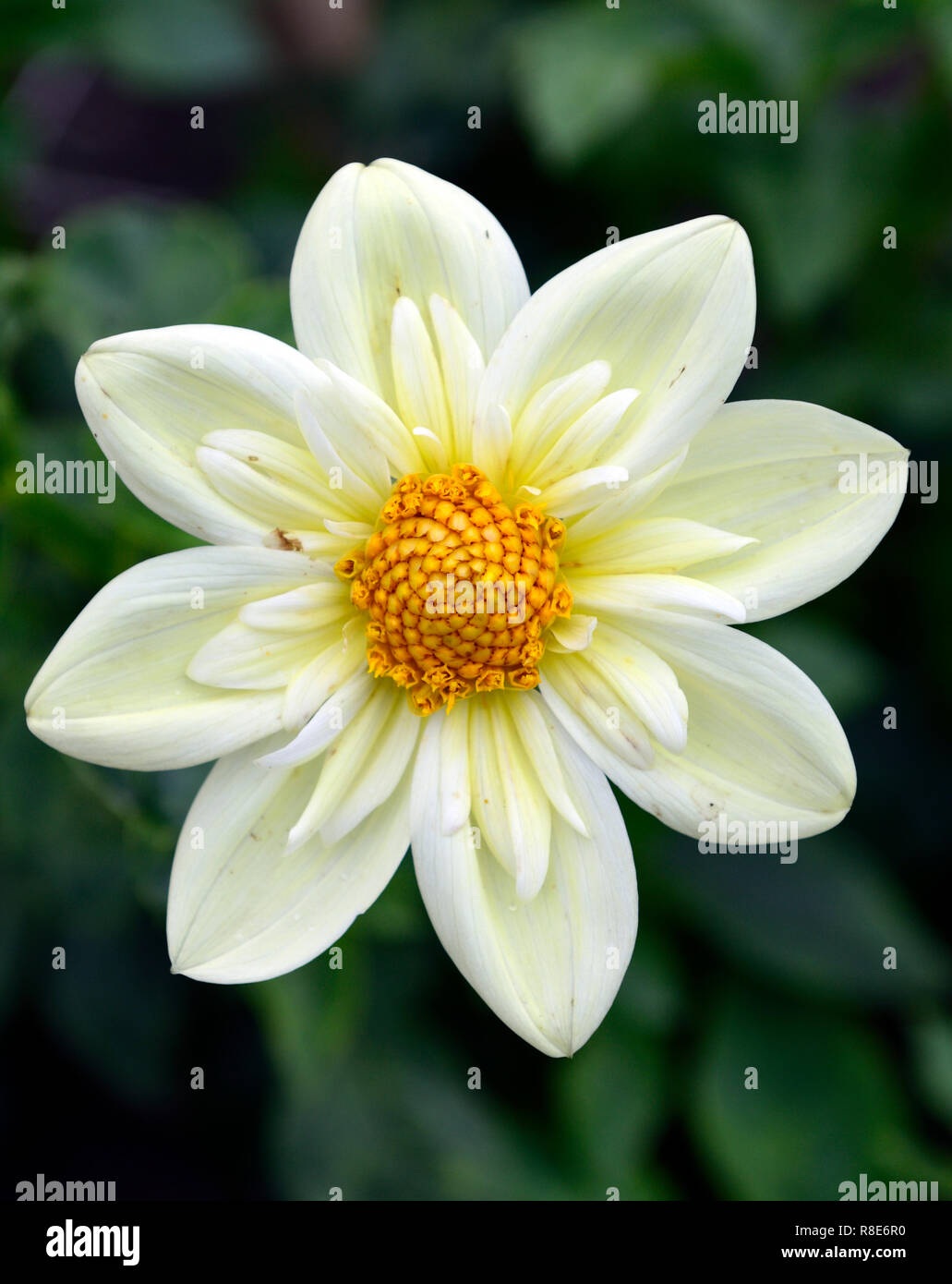 Dahlie Clair de Lune, Dahlien, Creme, weiß, hellgelb, Blume, Blumen, Blüten, dunkles Laub, RM Floral Stockfoto