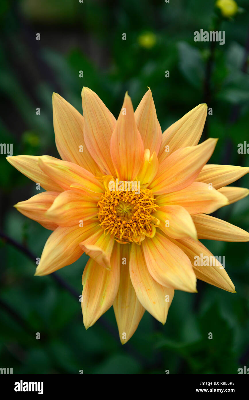 Dahlie Glorie van Noordwijk, Teller Dahlia, Dahlien, orange Blumen, Blumen, Blüte, RM Floral Stockfoto