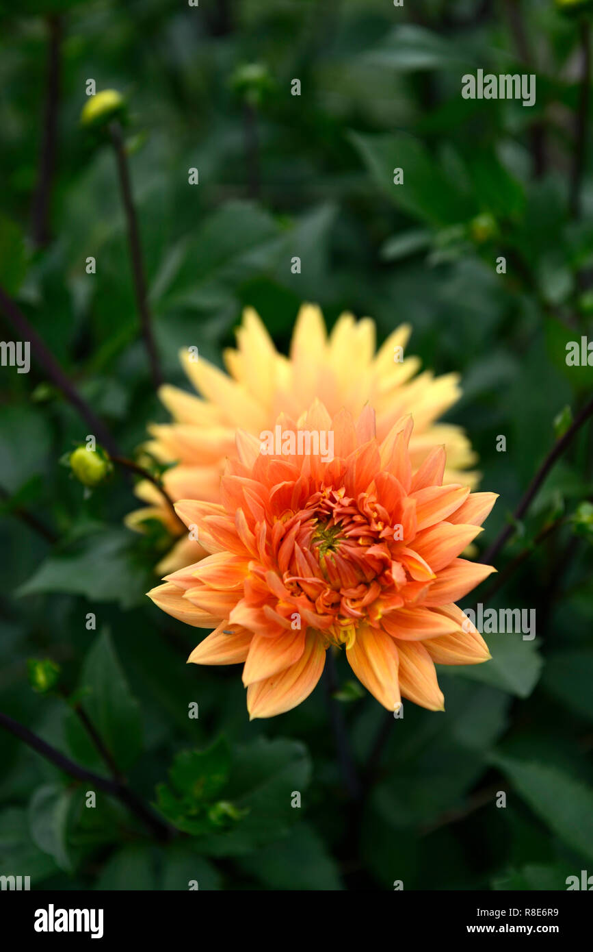 Dahlie Glorie van Noordwijk, Teller Dahlia, Dahlien, orange Blumen, Blumen, Blüte, RM Floral Stockfoto