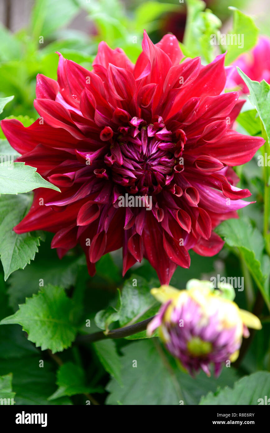 Dahlie Zorro, informellen dekorative Dahlie, Dahlien, rote Blume, Blumen, Blüte, RM Floral Stockfoto