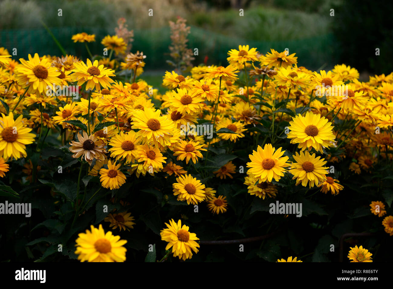 Heliopsis helianthoides scabra var Venus, oxeye Sonnenblume, Gelb, Blumen, Blume, Blüte, RM Floral Stockfoto