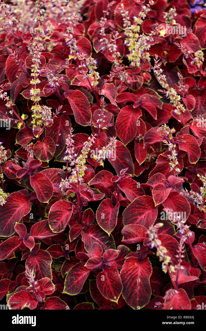 Solenostemon scutellarioides, Coleus Assistenten, Velvet red Coleus, Ausschreibung, jährliche, Beetpflanze, Garten, Gärten, RM Floral Stockfoto