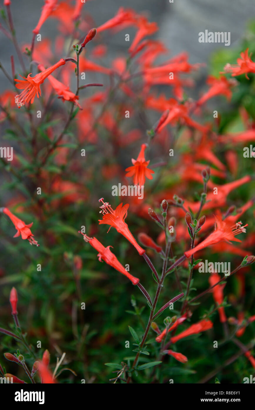 Zauschneria californica Dublin, Kalifornien fuchsia Dublin, Zauschneria Zauschneria cana californica Glasnevin, Dublin, Verbreitung, Laub-, Zwerg, sub-Strauch Stockfoto