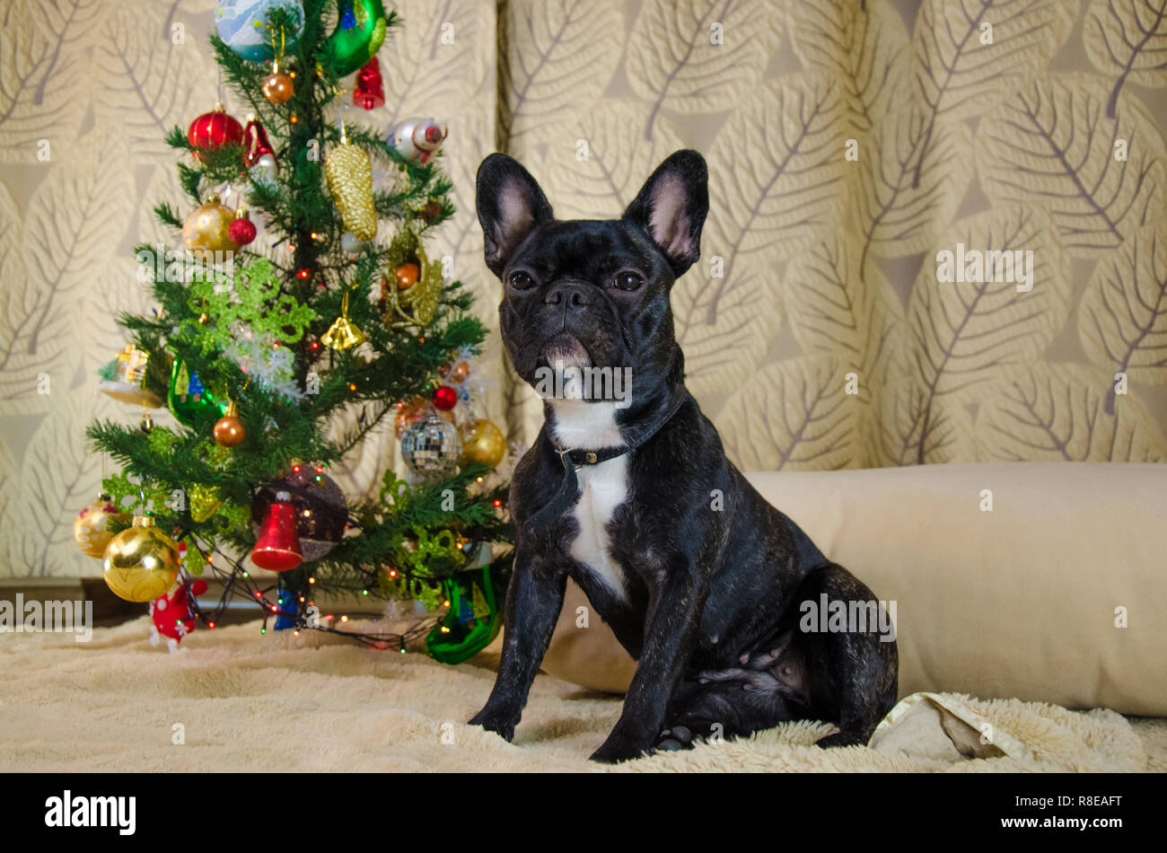 Volles Wachstum der Hund an Neujahr. pet schwarz ist, junge französische Bulldogge. zimmer Hund in der Nähe von Weihnachtsbaum legen. Hintergrund ist die traditionelle Ferienhaus. fröhlich festliche Eve Stockfoto