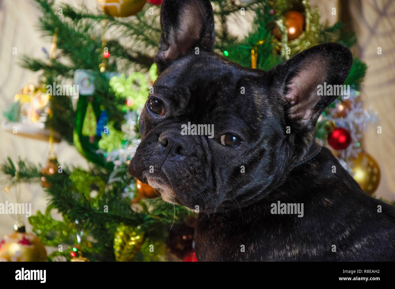 Portrait von Gesicht Hund an Neujahr. pet ist schwarz, junge französische Bulldogge. zimmer Hund in der Nähe von Weihnachtsbaum legen. Hintergrund ist die traditionelle Ferienhaus. fröhlich festliche Eve Stockfoto