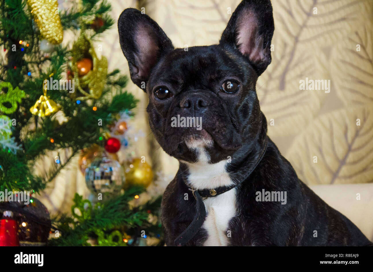 Portrait von Gesicht Hund an Neujahr. pet ist schwarz, junge französische Bulldogge. zimmer Hund in der Nähe von Weihnachtsbaum legen. Hintergrund ist die traditionelle Ferienhaus. fröhlich festliche Eve Stockfoto