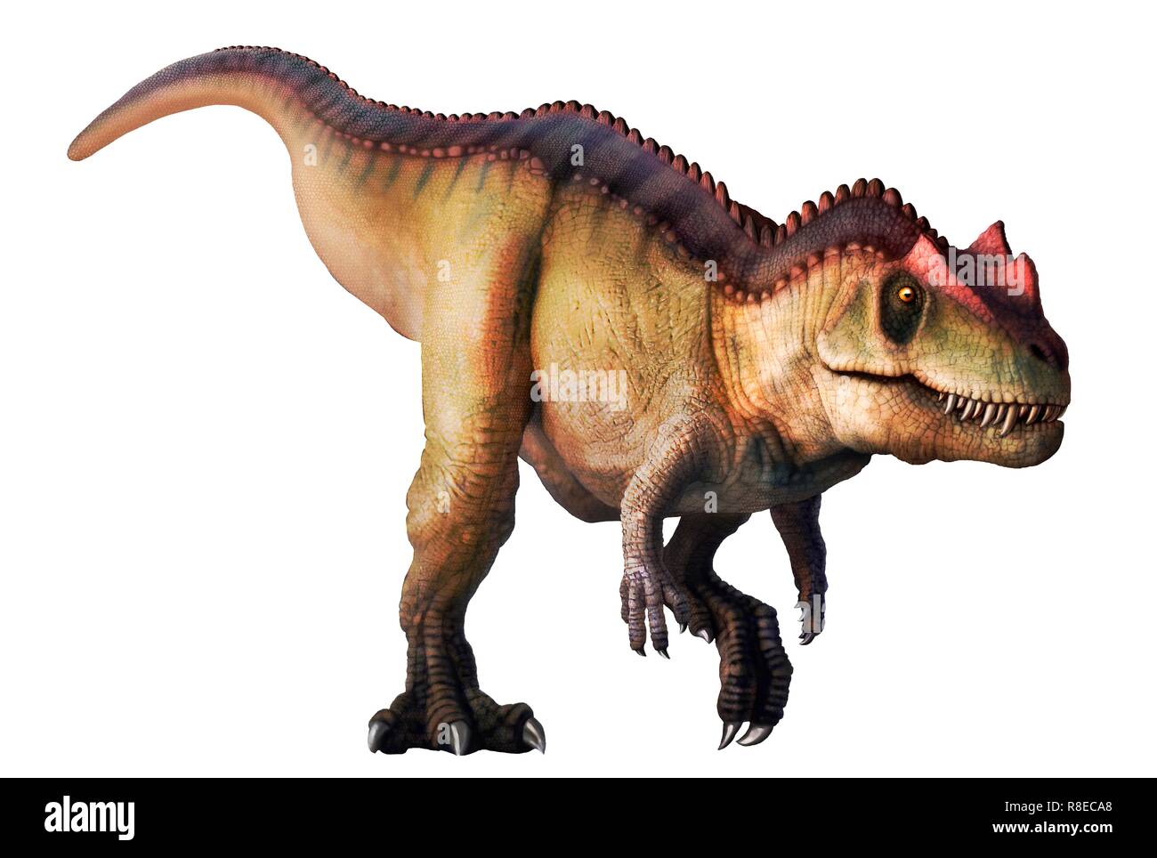 Ceratosaurus, Illustration. Dieses große fleischfressende Theropode Saurier während der späten Jura (153-148 Millionen Jahren lebte) in Nordamerika. Sie erreichen Längen von 6 bis 7 Meter. Stockfoto