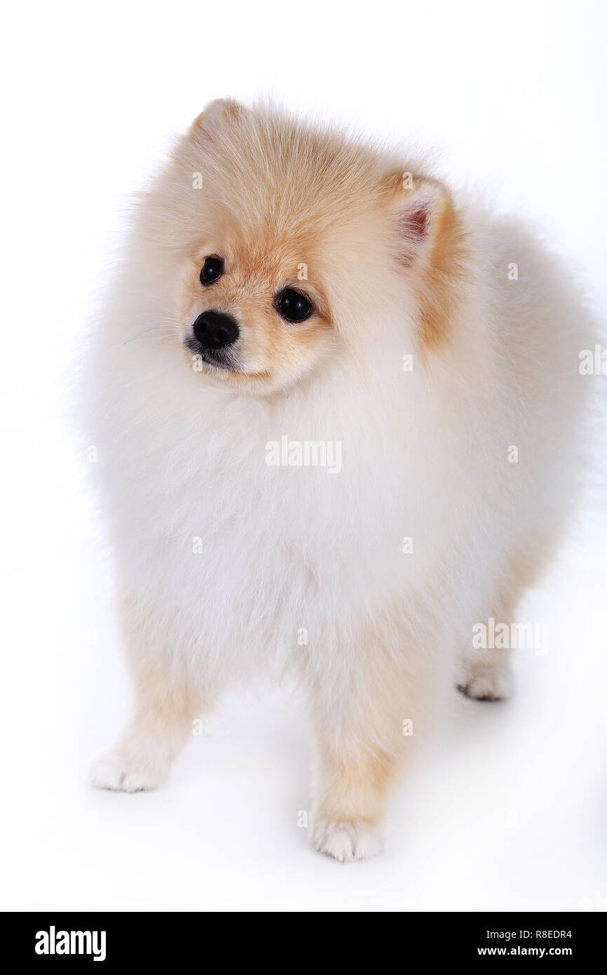 Clancy Mod Frisør Weiß pomeranian Welpen Hund auf weißem Hintergrund Stockfotografie - Alamy