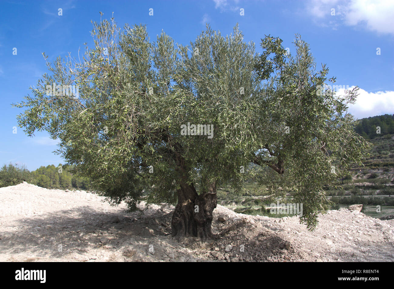 Alter olivenbaum mit weiem hintergrund -Fotos und -Bildmaterial in hoher  Auflsung  Alamy