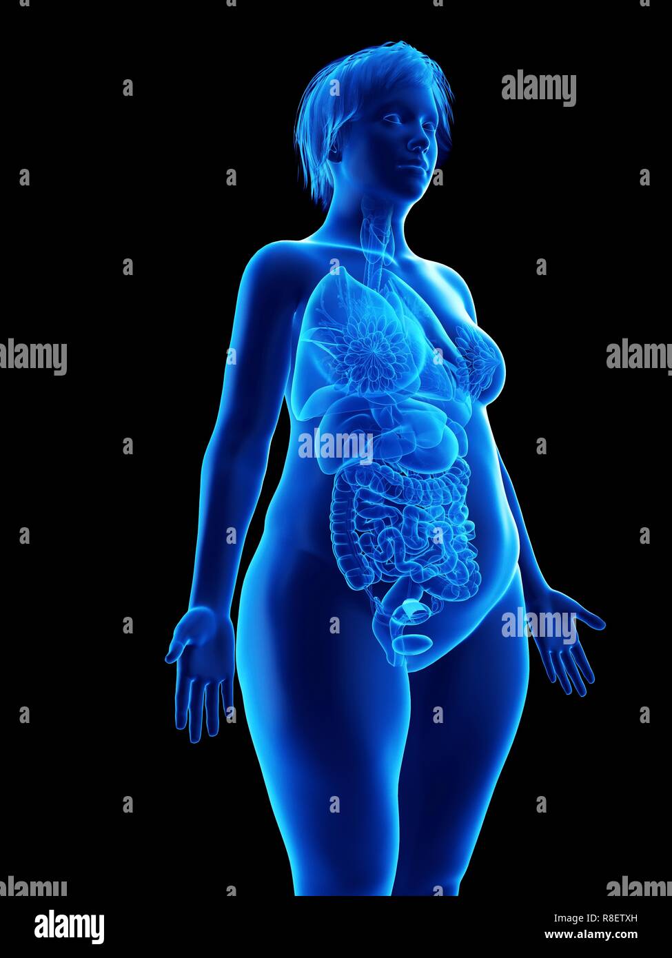 Darstellung der inneren Organe eine übergewichtige Frau. Stockfoto