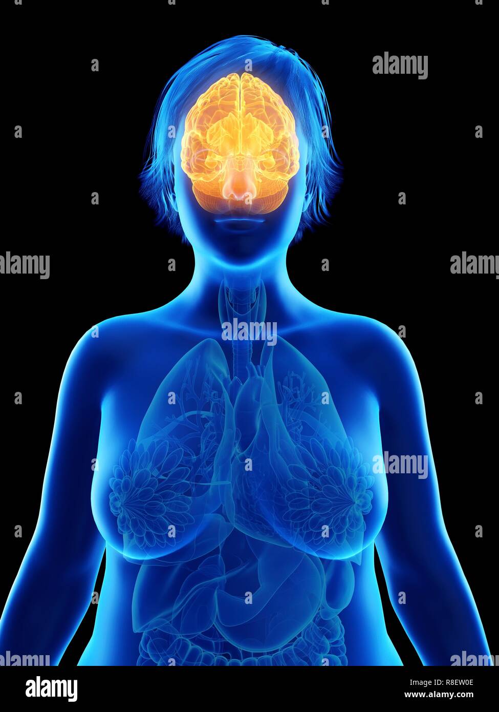 Abbildung des Gehirns eine übergewichtige Frau. Stockfoto