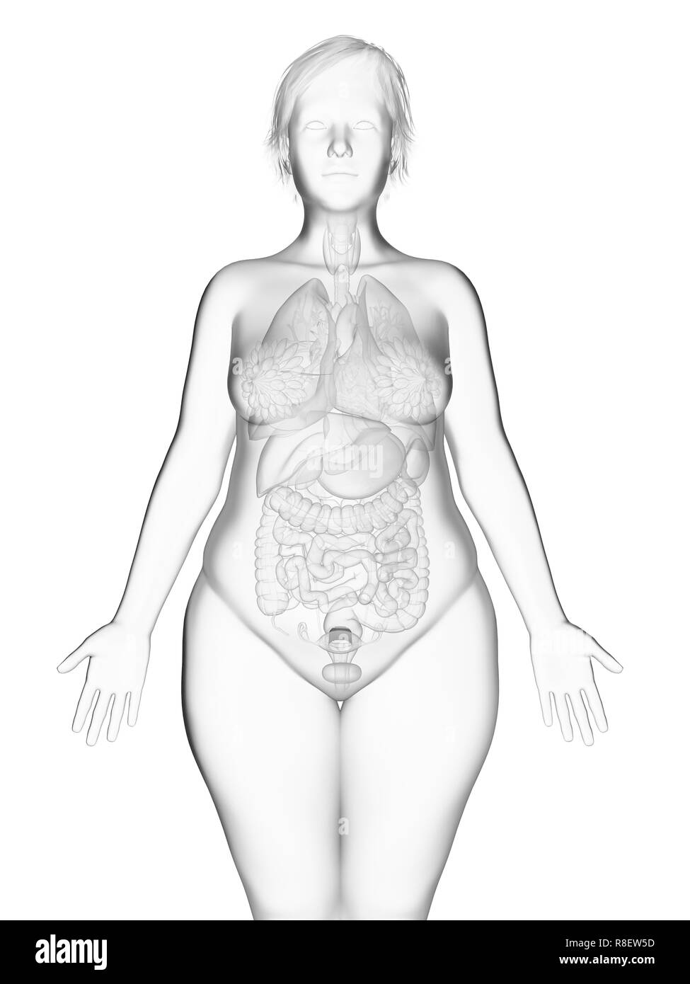 Darstellung der inneren Organe eine übergewichtige Frau. Stockfoto